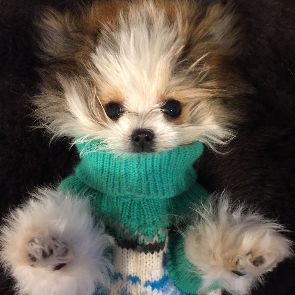 Meet your Posher, Holly